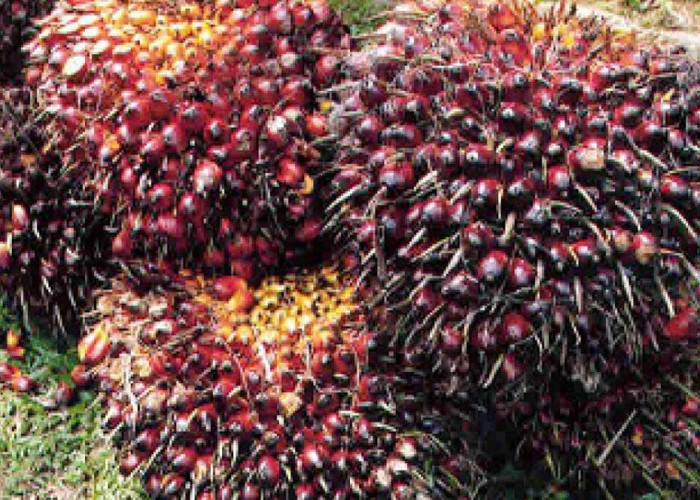 Harga TBS Sawit Babel Timpang, Belitung Terus Menyala, Bangka Masih Redup