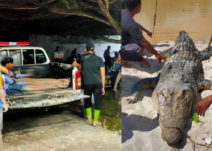 Penambang Timah Belitung Tewas Diterkam Buaya, Dievakuasi Dini Hari di Cerucuk