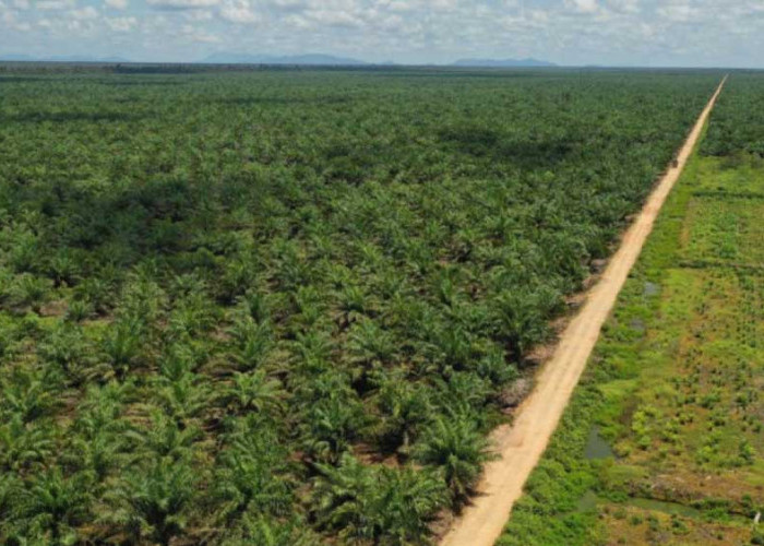 Kelapa Sawit Tak Bisa Gantikan Hutan, Ahli ITB Ungkap Alasannya