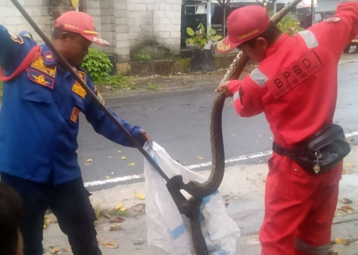 10 Ular Masuk Rumah Warga Tanjungpandan Belitung, Curah Hujan Tinggi Jadi Pemicu