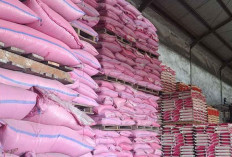 Stok Beras di Babel Aman, Harga Stabil Pasca-Libur Sekolah