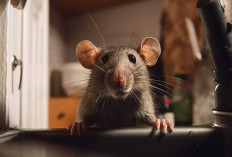 7 Cara Alami Usir Tikus dari Dapur Tanpa Bahan Kimia, Wajib Coba