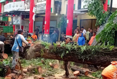 Cuaca Ekstrem Makan Korban, Pohon Tumbang Renggut 2 Nyawa