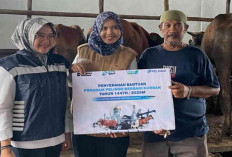 Wujud Kepedulian Sosial, Pelindo Regional 2 Tanjungpandan Salurkan 6 Ekor Sapi Kurban