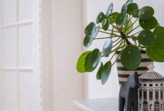 Tanpa Racun, 5 Tanaman Pengusir Cicak yang Efektif Sepanjang Waktu