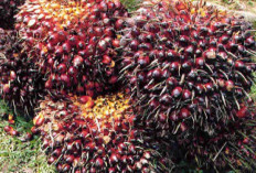 Harga TBS Sawit Babel Timpang, Belitung Terus Menyala, Bangka Masih Redup