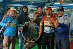 Belitung Kembali Ekspor 13 Ton Ikan Kerapu pada Tahun 2024