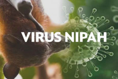 Waspada Ancaman Virus Nipah, Barantin Perkuat Benteng di Perbatasan
