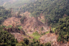 Pemerintah Alokasikan Rp2 Triliun untuk Reboisasi 12,7 Juta Hektare Hutan