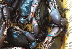  Kepiting Bakau Belitung Masuk Pasar Internasional, Primadona Restoran Mewah di Singapura