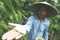 Harga Lada Putih Babel Meroket, Kementan: Permintaan Dunia Tinggi!