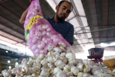 Antisipasi Lonjakan Harga, Babel Tambah Stok Bawang Putih 17 Ton