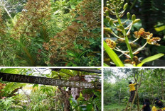 Membaca Biodiversitas Nusantara Sebelum Benar-Benar Hilang