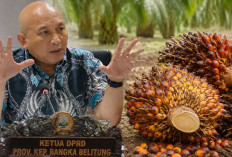 Harga TBS Sawit Belum Stabil, Ketua DPRD Babel: Patuhi Kesepakatan atau Ditindak