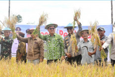 Panen Perdana Sawah Nujau Gantung, Agrowisata Dongkrak Ekonomi Warga Beltim