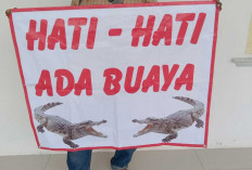 Buaya Kembali Teror Nelayan, Pemdes Tanjung Rusa Pasang Spanduk Himbauan 