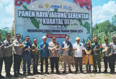 Bulog Belitung Serap 3,9 Ton Jagung Hasil Panen Petani 