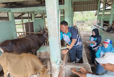 Cegah PMK, DKPP Belitung Vaksin 502 Ekor Sapi untuk Lindungi Peternakan