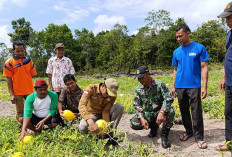 Perkuat Ketahanan Pangan, Desa Kelubi Panen Semangka