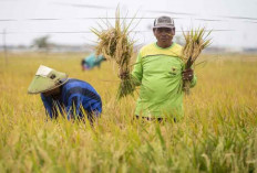 Bapanas Berupaya Tingkatkan Cadangan Beras, Target 2 Juta Ton di di Akhir Tahun 2024