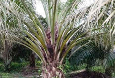 Biodiesel B50 dalam Kerangka Ketahanan Energi dan Pangan