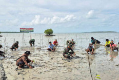 TMMD ke-125 Kodim 0414 Belitung Tanam Mangrove di Pantai Tanjung Tiram