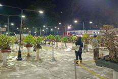 PPBI Belitung Pamerkan 170 Bonsai, Semarakkan HJKT ke-188 di Tanjung Pendam