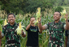 Koopsud I Panen Jagung di Belitung Jelang Latihan Jalak Sakti, Dukung Ketahanan Pangan Nasional