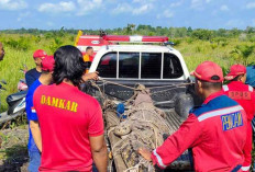 Penyebab Buaya Masuk Pemukiman Warga Belitung, Tambang Ilegal Rusak Habitatnya