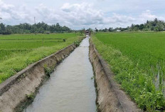 Antisipasi Kekeringan Musim Kemarau, DKPP Belitung Imbau Para Petani Waspada