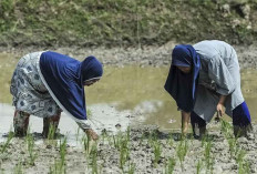Membangun Kemandirian Pangan di Tengah Guncangan Geopolitik