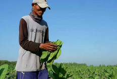 Penjualan Rokok Turun Drastis, Gudang Garam Hentikan Beli Tembakau Petani