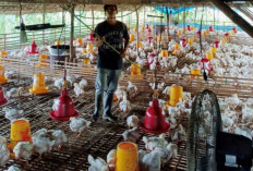 Mahasiswa UGM Luncurkan CoolNest: Solusi Cerdas Pengatur Suhu Kandang Ayam