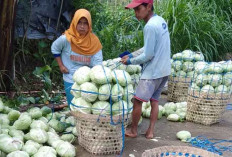 Gelar Aksi Peduli Sosial, Relawan Prabowo Borong 7 Ton Sayur dari Petani