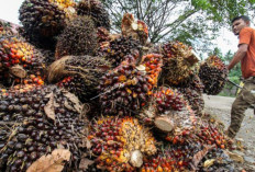 Harga TBS Babel Tertinggal Saat CPO Naik, Ketua DPRD Desak Perusahaan Sawit Berlaku Adil