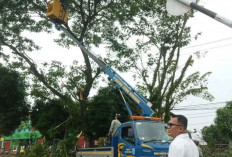 Pohon Rawan Tumbang di Belitung Dipangkas Demi Keselamatan