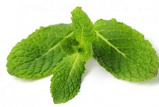 Mengenal Stevia Sebagai Pemanis Alami Pengganti Gula, Ketahui Manfaat dan Keuntungannya
