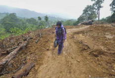 Banjir Sumatera, Kebun Sawit, dan Ambisi Biofuel