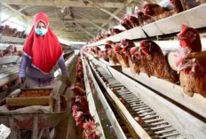 BGN: Anggaran Rp 20 Triliun dari Danantara untuk Biayai Peternak Ayam, Bukan Bangun Peternakan