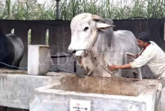 Presiden Prabowo Pilih Sapi PO 900 Kg dari Kediri untuk Kurban, Segini Harganya!