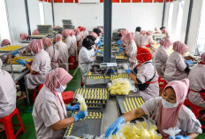 Ekonomi Stabil, Penyerapan Tenaga Kerja Indonesia Capai 146,54 Juta Orang per Agustus 2025