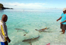 Tambang Ancaman Nyata Ekosistem Laut Raja Ampat: Biodiversitas Laut Dunia di Ujung Tanduk
