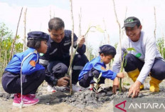 PT Timah Tanam 2.500 Mangrove di Pantai Beltim, Kolaborasi dengan Karang Taruna Gemilang