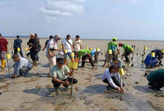 Hari Mangrove Sedunia 2026, Pemkab Belitung Tanam 1.000 Bibit Mangrove di Pantai Batu Bedil