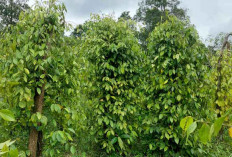 Wabup Belitung Minta Lada Masuk Daftar Pupuk Subsidi, Petani Terancam Beralih ke Sawit