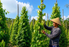 Produksi Lada Terus Menurun, Babel Buka 400 Hektare Kebun Baru