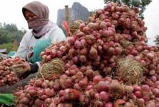 Minat Bertani Bawang Merah di Beltim Meningkat, Lengkapi Kebutuhan Pupuk Dari Yara