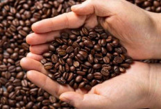 AS Rencanakan Pemangkasan Tarif Impor untuk Produk Pertanian Seperti Kakao dan Kopi
