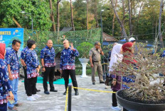 PPBI Belitung Tampilkan Sensasi Baru Bagi Penggemar Bonsai, Ada Spot Selfie di Tanjungpendam