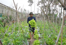 Pangkas Tengkulak, Petani Sayur Boyolali Suplai Langsung Dapur MBG 